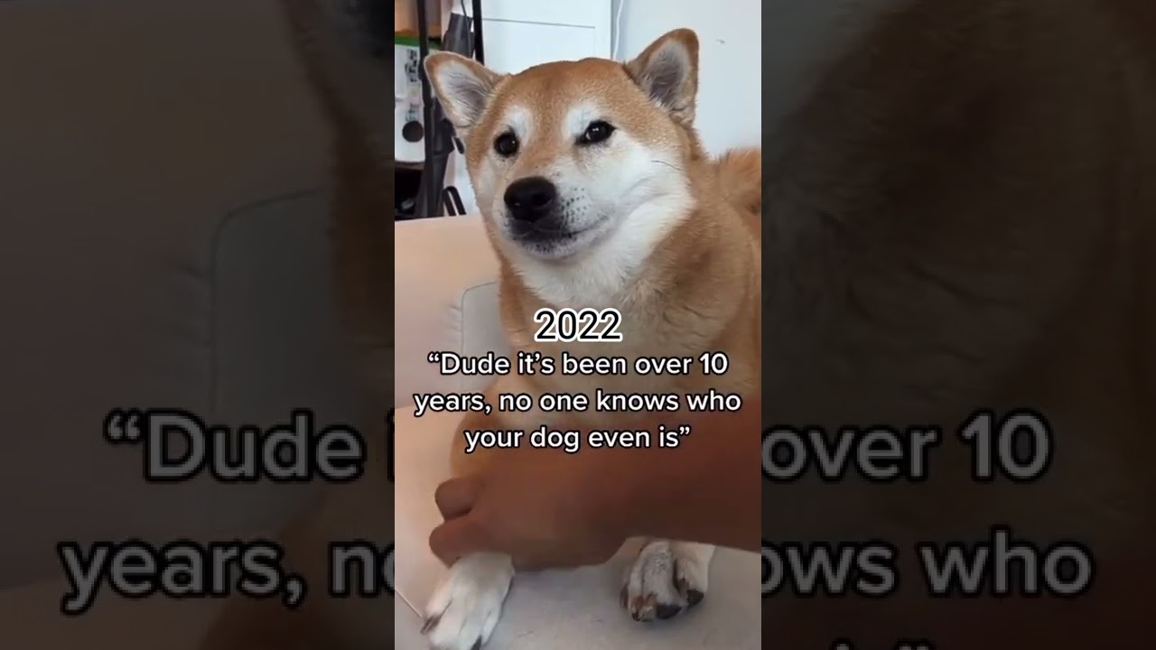 Doge Then and Now😃 #shorts #memes