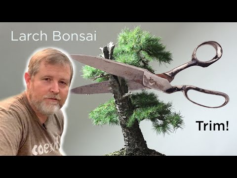 Bonsaify | Larch Bonsai Summer Trim and Design Review