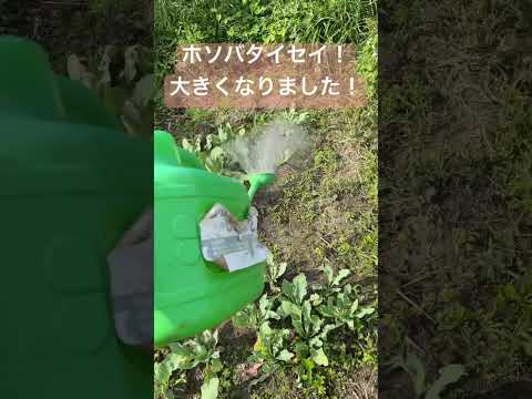胃を癒す植物が薬用庭園の自然薬局にあります