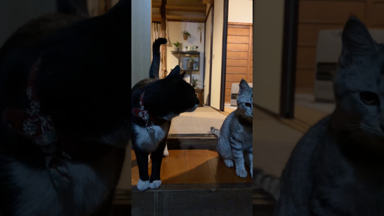 お留守番中に明らかに体重が重くなってる艶男さん...