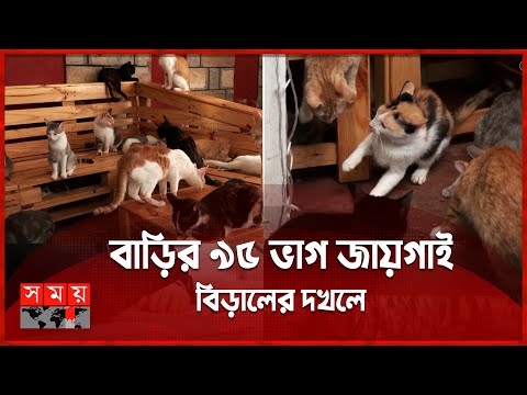 ৬০০ বিড়াল নিয়ে একই বাড়িতে থাকেন রাচেল কাবু |Cat | Kenya Women's Cat | 600 Cats | Pet | International
