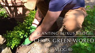 Planting a buxus hedge boxwood hedging #buxus #boxwoodhedge #hedging