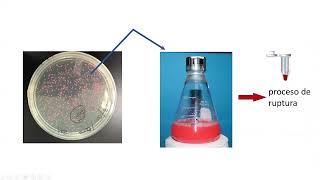 8 Purificacion de Proteinas