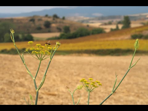 Camino Frances 2021 Etapa 4, Pamplona to Puente la Reina