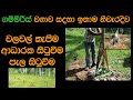 ගම්මිරිස් පැල හිටවන නිවැරදිම ආකාරය Gammi
