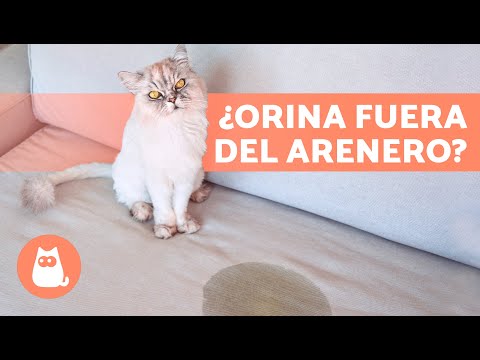 Mi GATO ORINA en TODOS LADOS 🐱💧 (Por qué y Qué hacer)