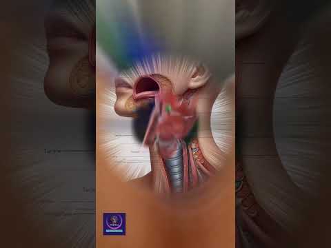 Human Larynx | The Voice Box Explained