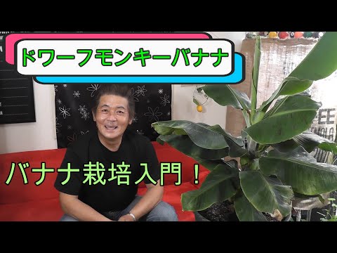 ドワーフパーム 植物