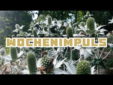 Wochenorakel 14.-20.7.25 🐢 Glück findest du in dir selbst