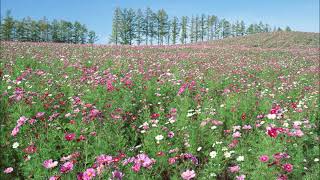 Teena Marie - Dear Lover (Slowed Down)