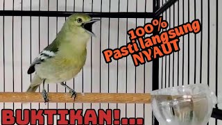 Download lagu 100% Dijamin Ampuh!..Sirtu macet pasti akan langsung Respon dengar pangilan sirtu gacor ini. mp3