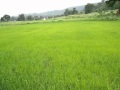 Siriya Paravai