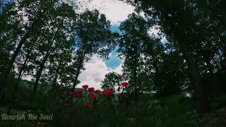 Relaxing recitation of Surah Al Israa & Al Yassin |Beautiful background scenery | Nourish The Soul