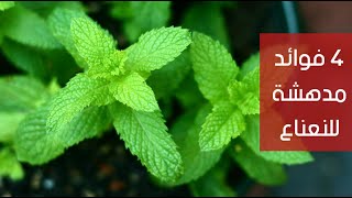 4 فوائد مدهشة للنعناع ستجعلك تتناوله يومياً ! 4 فوائد مدهشة للنعناع ستجعلك تتناوله يومياً !