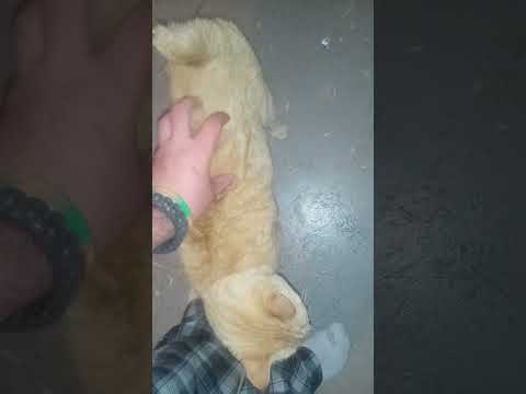 petting Dylan the Gray cat and tiger the orange hair cat in 30.7 seconds tonight #1257