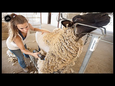 Incredible Modern Automatic Sheep Farming Technology - Fastest Cleaning Milking and Shearing Machine