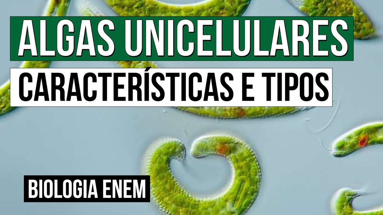 ALGAS UNICELULARES: características e tipos | Biologia para o Enem | Cláudia de Souza Aguiar