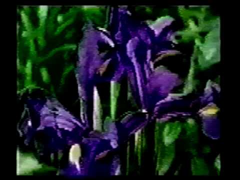 Chaotic Flowers (Ken Clinger)