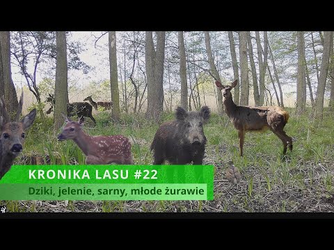 KRONIKA LASU #22 - chmary jeleni, dziki, sarny, żurawie, myszołów (trail cam, fotopułapka 2023)
