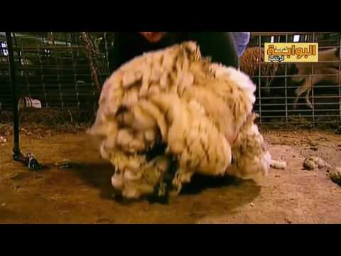 فيديو تعليمي