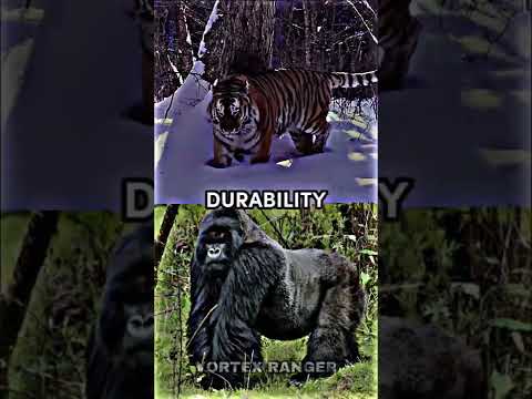 Siberian Tiger VS Silverback Gorilla #animals #shorts #wildlife