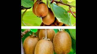 Grafted Kiwi Plant for Sale @ padmamnursery.com