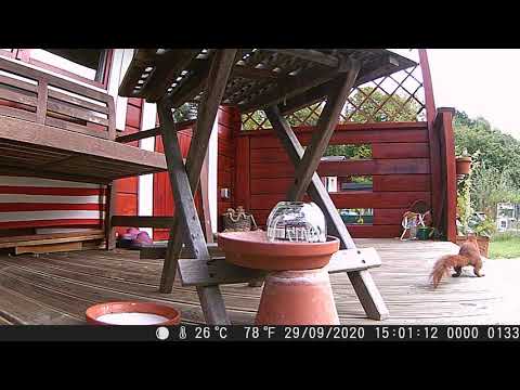 MH-HörnchenTV: Das Hörnchen - 133