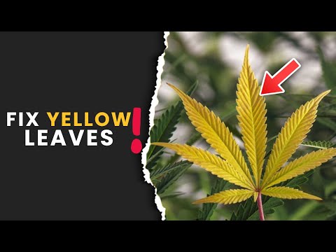 Why Are My Cannabis Leaves Turning Yellow?