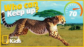 The Fastest Animals on the Savanna... Who Wins the Race?! 🐆 |  @natgeokids ​ gameplay video by mgorham, 2:43 duration