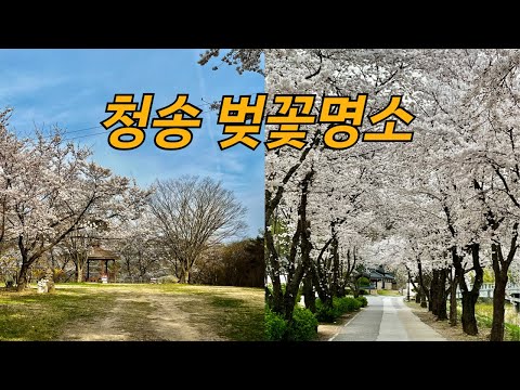 [온통청송] 청송 벚꽃명소 3곳