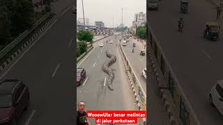 Download lagu A large snake crosses the city road when it is busy with lots of trucks and cars #short #shorts mp3