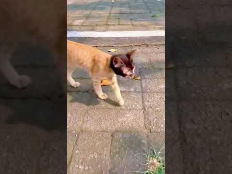 A cat with a strange appearance 🤣#funny #catvideos #cat #strange #appearance #youtube