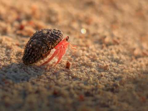 Shyamkumar Travelknots shyam with canon