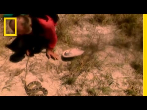 Deadly Snake Bite! | Explorer