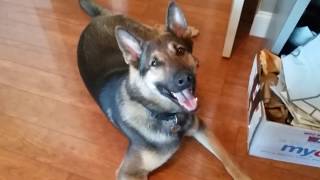 A Simple Smile from my Fuzzy Buddy