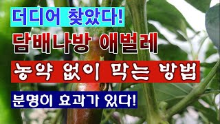 [텃밭농부 2,012]  고추의 담배나방 애벌레를 농약 없이 막을 수 있는 방법! #고추재배 #담배나방애벌레
