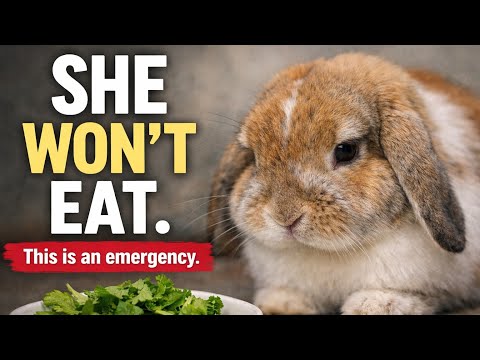 Why Rabbits Suddenly Stop Eating (And What You Must Do Immediately)