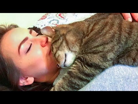 Snuggle Time Is Coming!! Cute Cats And Their Owners Sleep Together