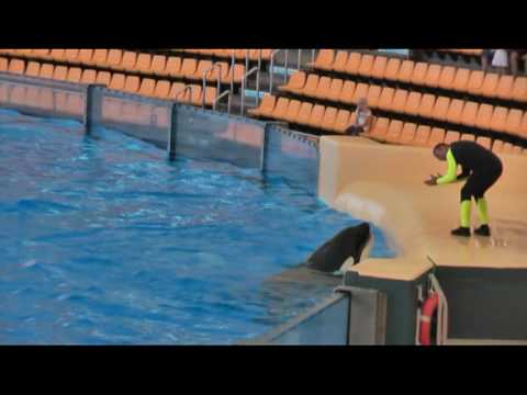 22. Liebeserklärung an die Orcas, 12. Juni 2009 - Video