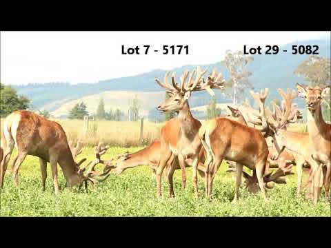DGNZ 2yr Old Sale Stags - 30/12/17