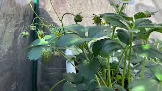 MY MINI STRAWBERRY FARM