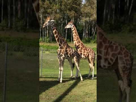 Two giraffes messing around literally