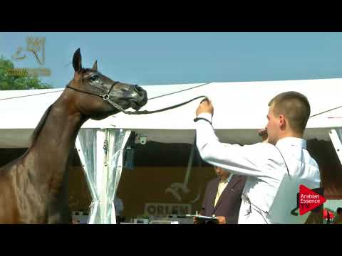 N.2 FRAZZA - 2017 Pride Of Poland - Yearling Fillies (Class 1A)