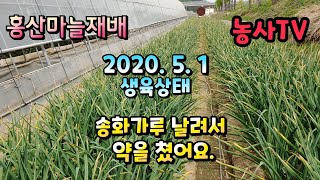 홍산마늘재배, 2020년 5월 1일 생육상태, 송화가루가 날릴쯤 녹병약 방제 [농사TV]