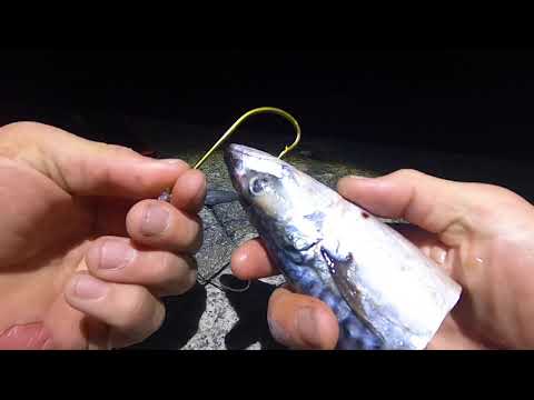 CONGER FISHING ! Big baits