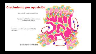 UC8-Osificación - Histología 2026