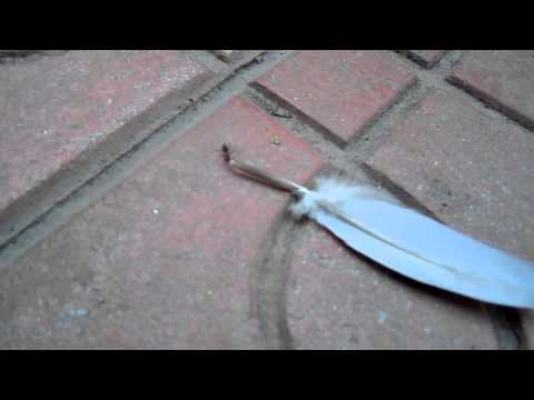 Ant carrying a feather (Ankara, Turkey)