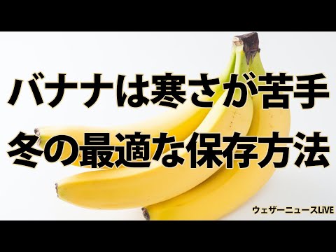 凍ったバナナの木、どうすればいいですか？切ったほうがいいでしょうか？植物を守り、冬を乗り切るためのヒント  庭園