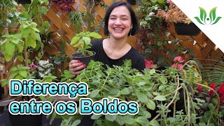 Diferença entre os Boldos