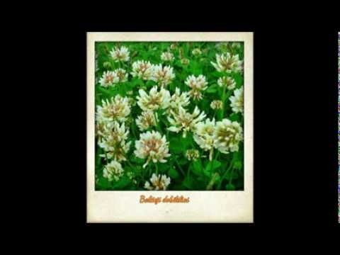 Jonas Švedas - Baltieji dobilėliai (atlieka Agnė Simutytė)